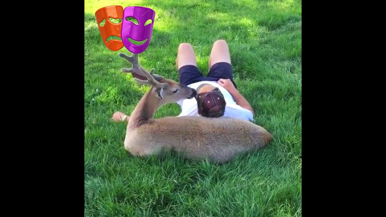 Video de Cuando tu mascota realmente te ama 2017