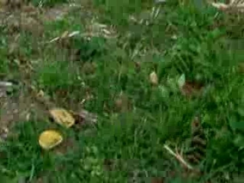 MA PETITE CHUTE PAR DESSUS LE TRONC ...