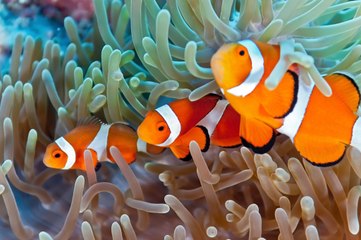 Freshwater Tropical Fish Aquarium