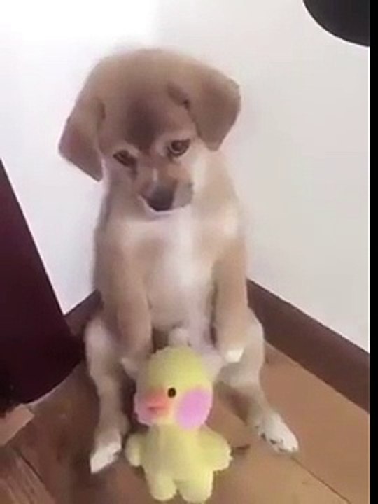 Il cucciolo fa le marachelle e il proprietario lo rimprovera. Quello che fa il cagnolino per farsi perdonare, ha commosso 7 milioni di utenti.