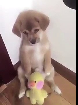 Il cucciolo fa le marachelle e il proprietario lo rimprovera. Quello che fa il cagnolino per farsi perdonare, ha commosso 7 milioni di utenti.