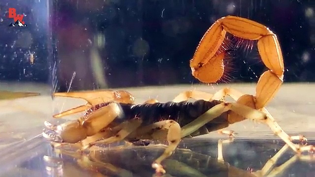 Which Scorpion STING is Worse?!