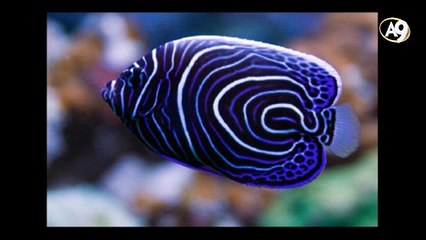 Canlılardaki renklerin uyumu ve simetri evrimi geçersiz kılıyor. Tesadüf simetri yapamaz