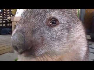 Wombat Cleopatra Enjoys a Bag of Grass