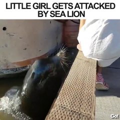 Скачать видео: Un lion de mer attrape une fillette par sa jupe et la tire dans l'eau... Drame évité de justesse