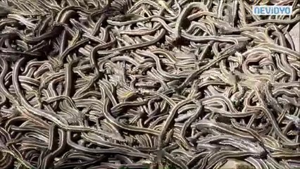 Des milliers de serpents au même endroit... Même Indiana jones aurait peur!