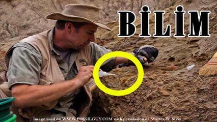 Fosiller Bize Neyi Anlatıyor - Paleontoloji