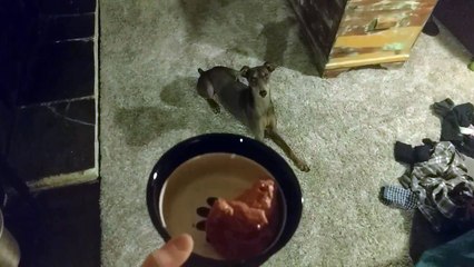German Pinscher Can't Roll Over