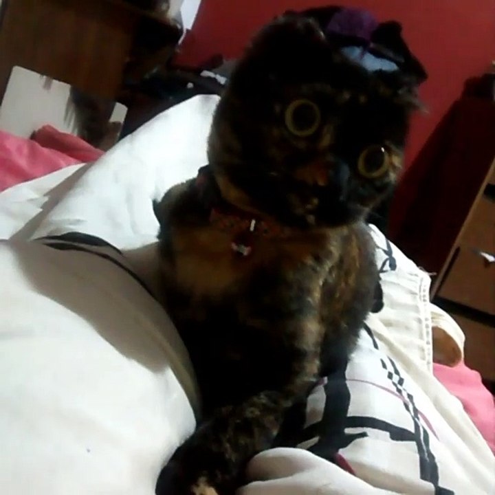 Meu gatinho