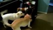 U.S. Navy Sailor, Home From Deployment, Surprises His Three Dogs