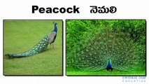 Alphabet Song - Birds Names in English - Telugu & Alphabet wise Birds Names - More than 150