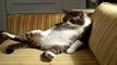 Gatos Chistosos, Recopilación vídeos de risa gatos Chistosos 2017,