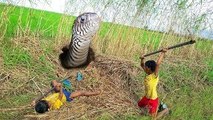 OMG!! Brave Siblings Catch Very Big Snake By Digging Hole in Their Farm
