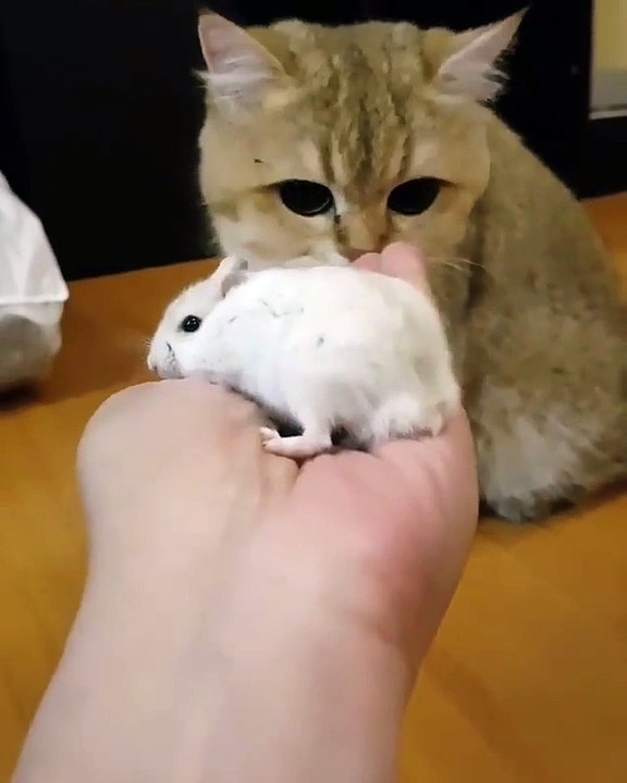 Video Kucing Lucu #020 | Vera Kitty 2017