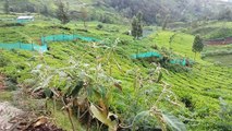 Near Doddabetta 1210 yards Valley view Plots sale OOTY