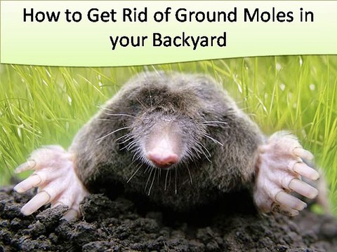 How to Get Rid of Ground Moles in Backyard