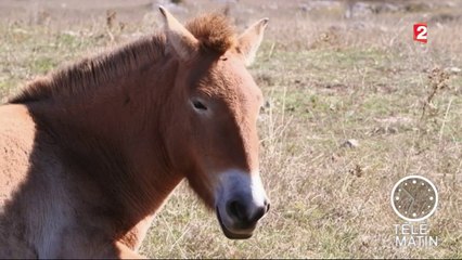 Faune - Le dernier cheval sauvage