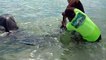 Ils capturent un requin tigre à la main... Risqué!