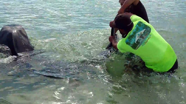 Ils capturent un requin tigre à la main... Risqué!