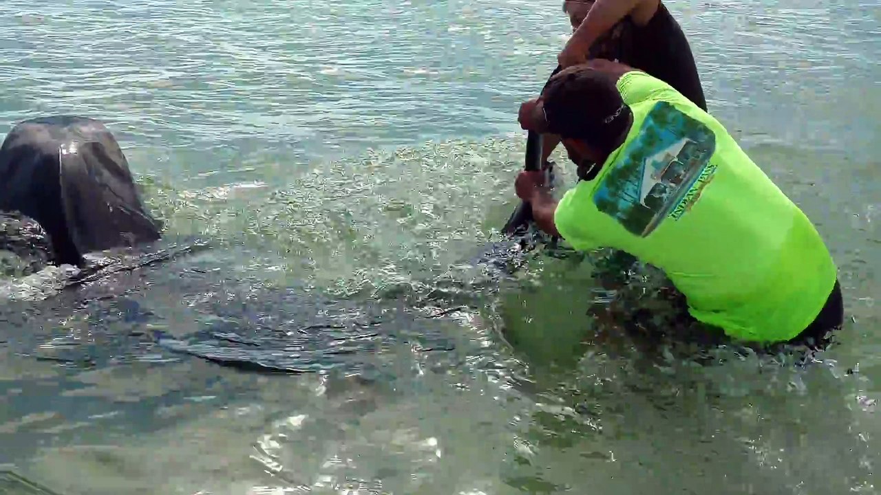 Ils capturent un requin tigre à la main... Risqué!