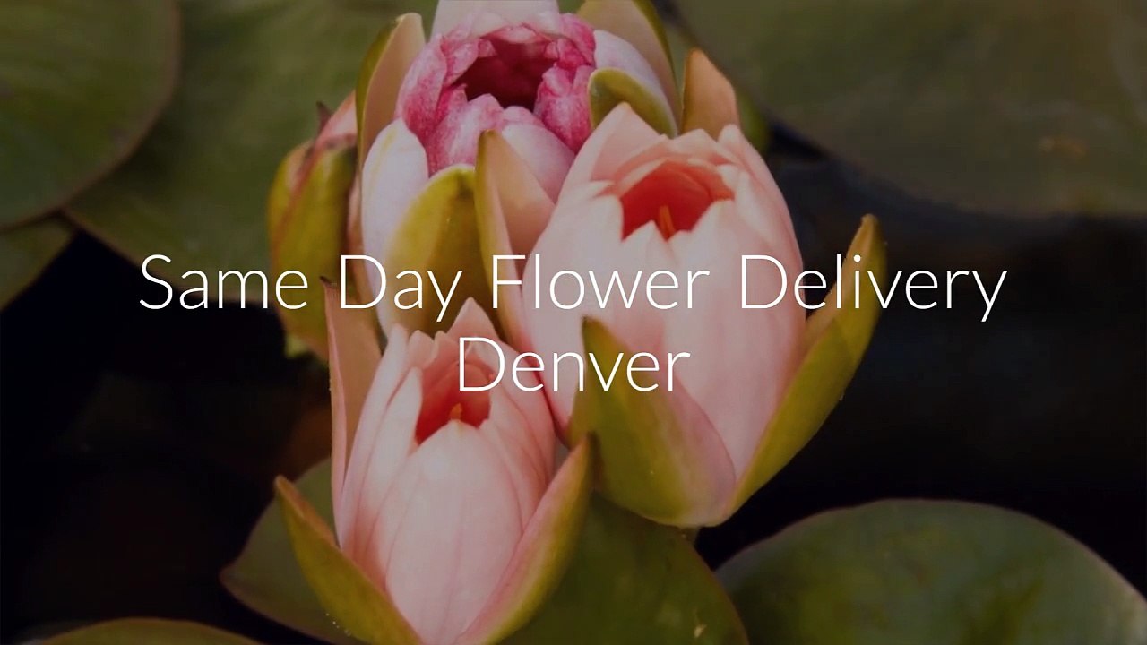 Same Day Flower Delivery Denver  (720) 903-2533