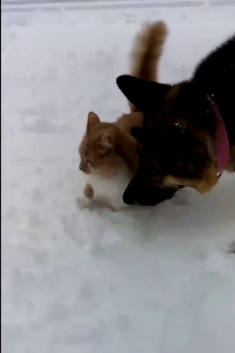 Hey tu veux goutter la neige petit chat??? Tiens prend ça! Ahaha