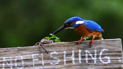 Un oiseau se moque d'une pancarte d'interdiction
