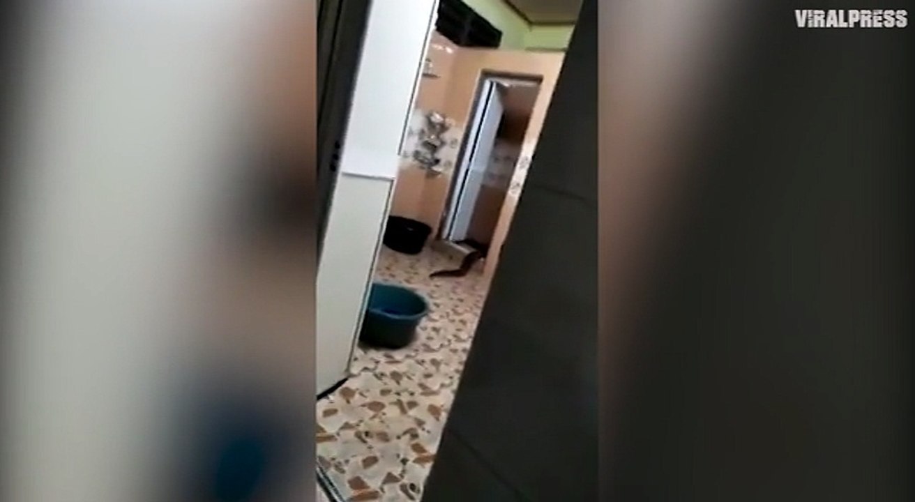 Une drôle de créature sort des toilettes en rampant