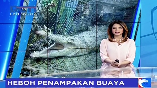 Heboh! Warga Tanjung Pinang Dikejutkan dengan Kemunculan Buaya di Kolong Rumah