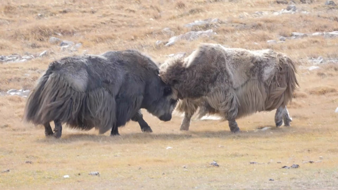 2017.10.Mongolie express octobre Diaporama movie Slide show