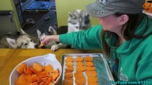 DIY SWEET POTATO DOG TREATS | Snow Dogs Snacks 39 | Gluten Free Dog Treats