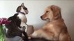 Daring Dog and Sneaky Cat Battle in Cute Fight of the Century