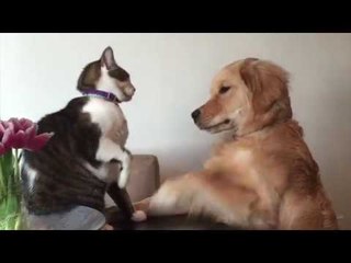 Daring Dog and Sneaky Cat Battle in Cute Fight of the Century