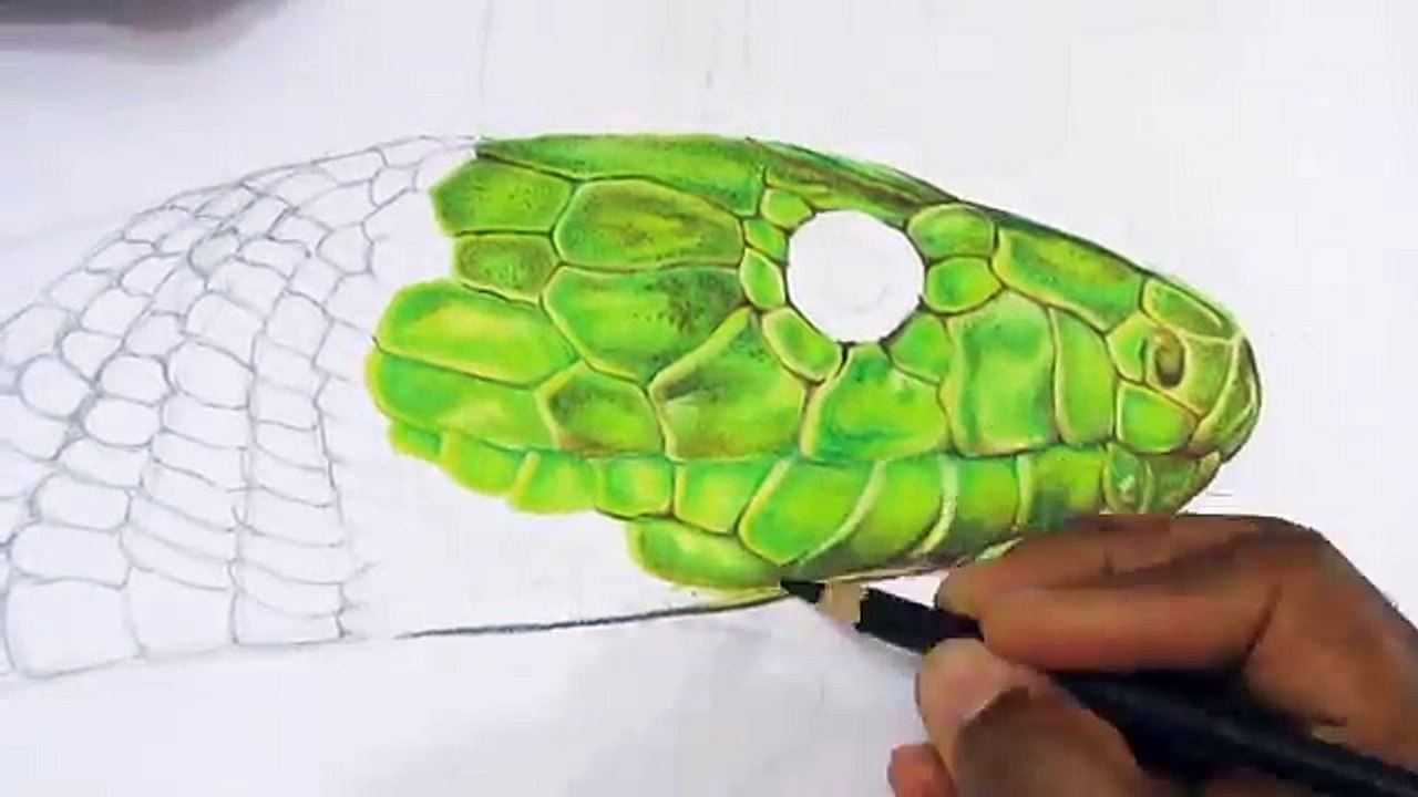 How to Draw a Realistic Snake | Time Lapse