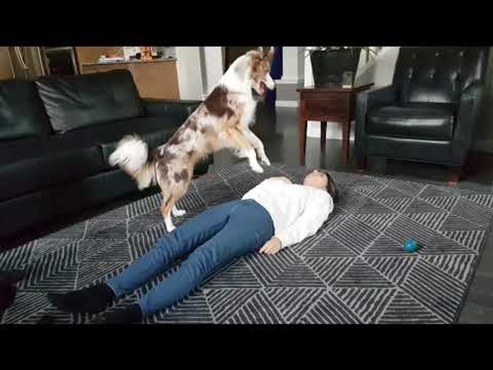 Clever Border Collie Performs CPR on Grateful Humans