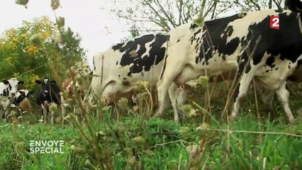AOP : des fromages à la chaîne