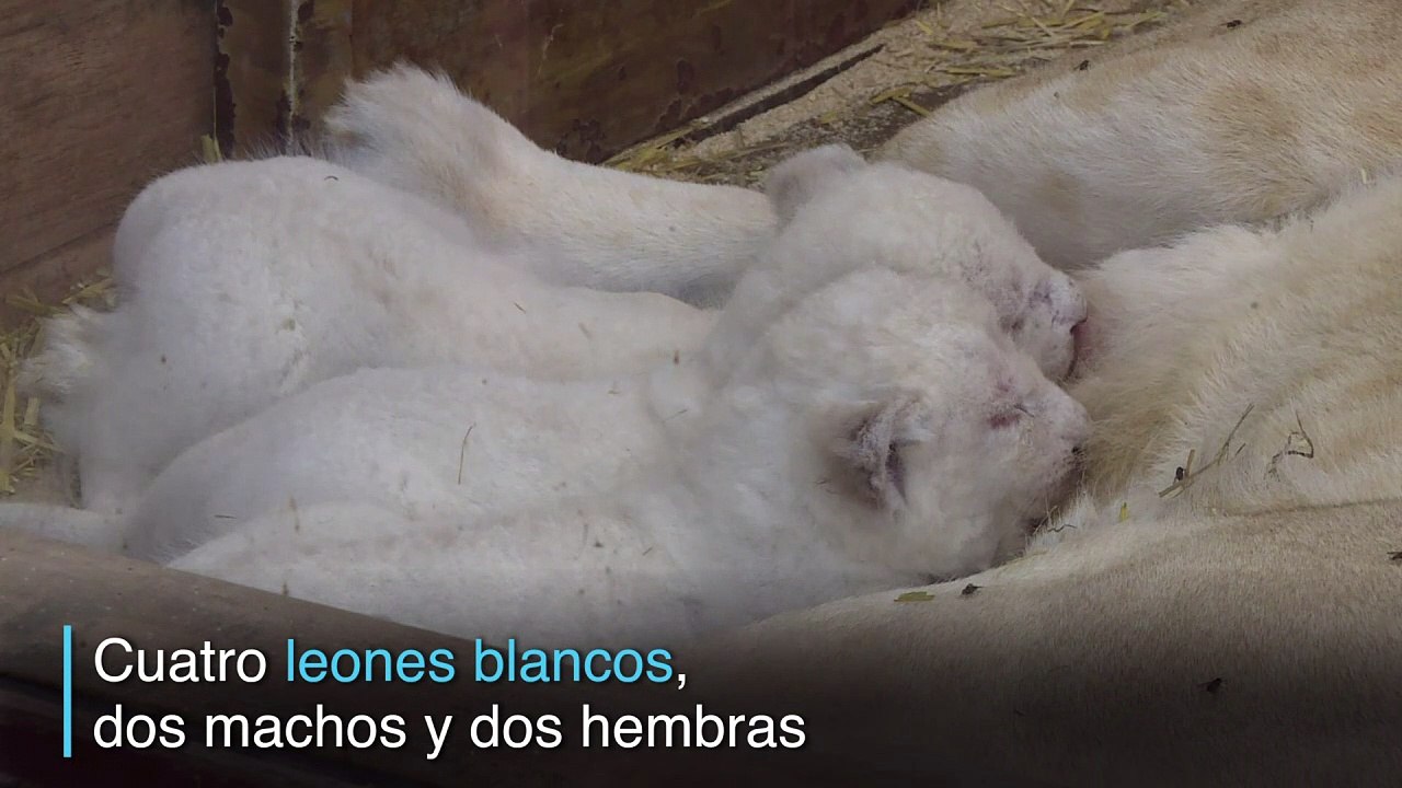 Nacen cuatro leones blancos en zoo francés - Vidéo Dailymotion
