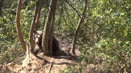 Karabük'te Dikenli Tellere Takılan Ayı Kurtarıldı