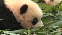 Ersatzmütter für Pandas