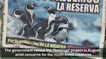 Chile penguins win battle in war against mine