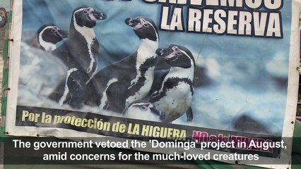 Chile penguins win battle in war against mine