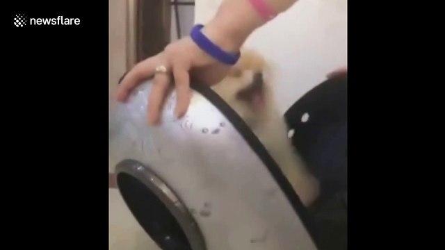 Dog runs into pet carrier after owner says 'lets go out'
