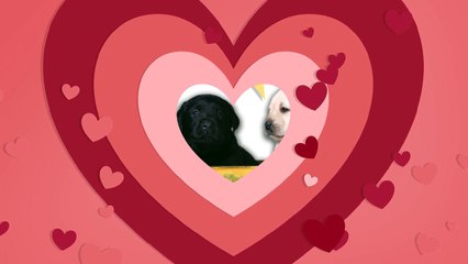 Secure Beautiful Puppies For Your Family