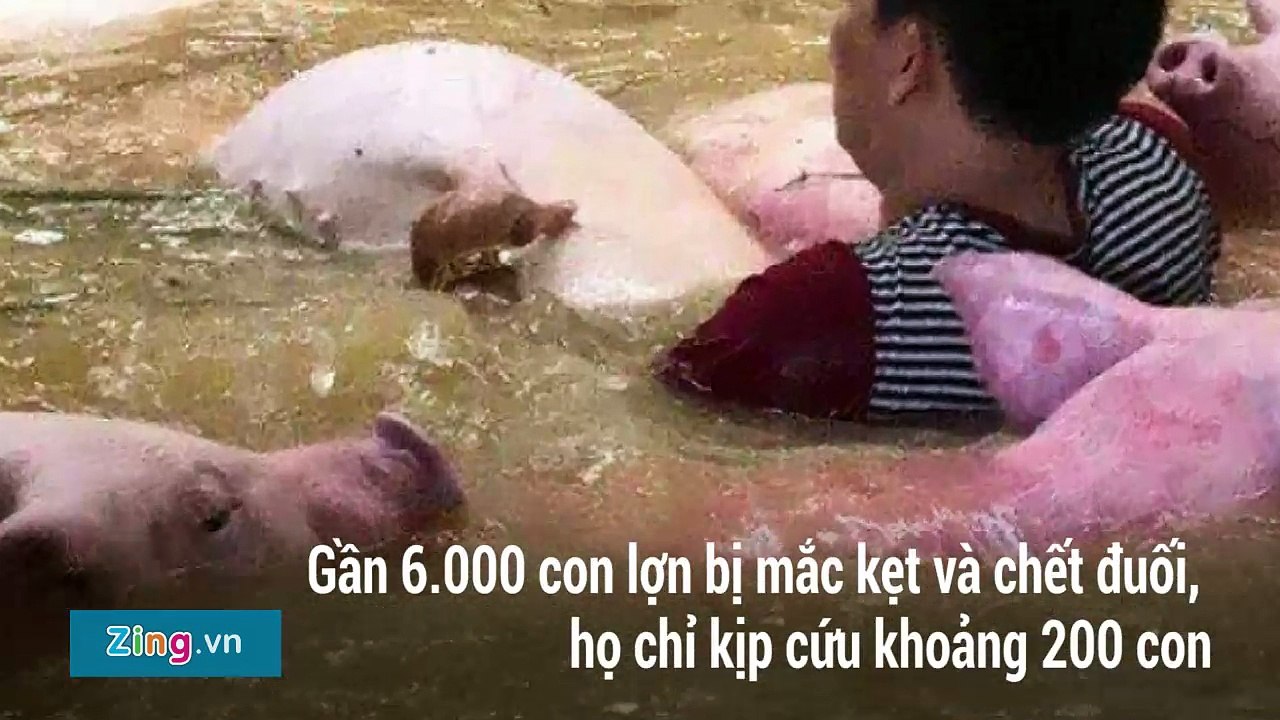 HEO_CHET_O_THANH_HOA
