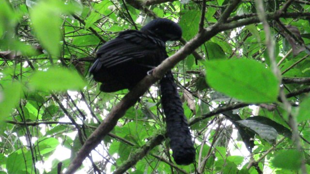 Đúng là thiên nhiên kỳ thú kiểu gì cũng có - Hết sức kỳ lạ với loài chim có râu mọc dài tới chân