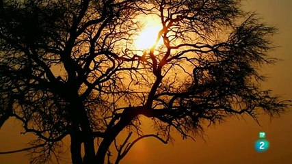 AVES NO VOLADORAS   CON LOS PÍES EN EL SUELO ( DOCUMENTALES INTERESANTES )