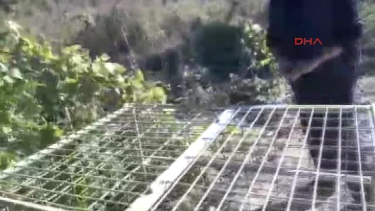 Bursa Yaralı Tilki'ye Belediye Şefkati