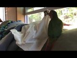 Birds Steal Tissue From Owner to Play