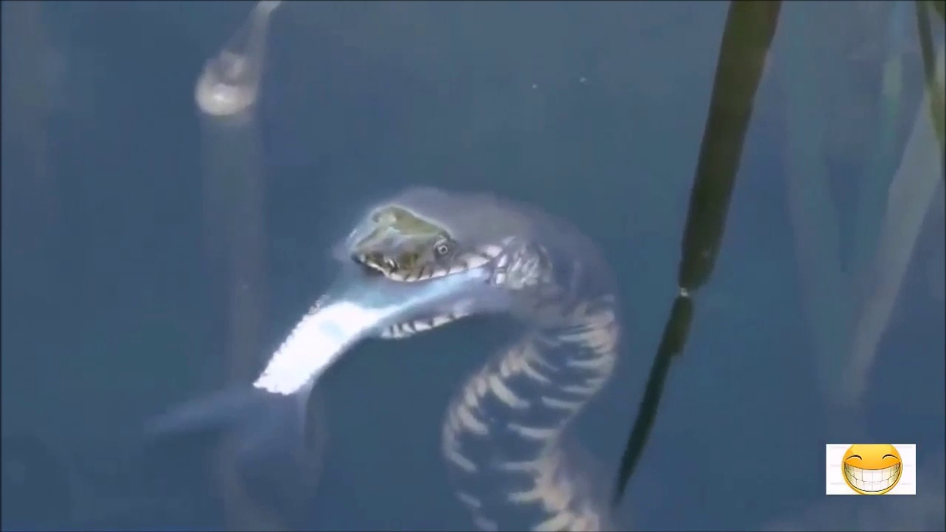 Ce Serpent Agile Attrape Et Dévore Un Poisson Vidéo