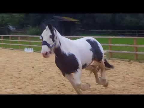 Daring Horse Makes a Run for It While Practising Jumps